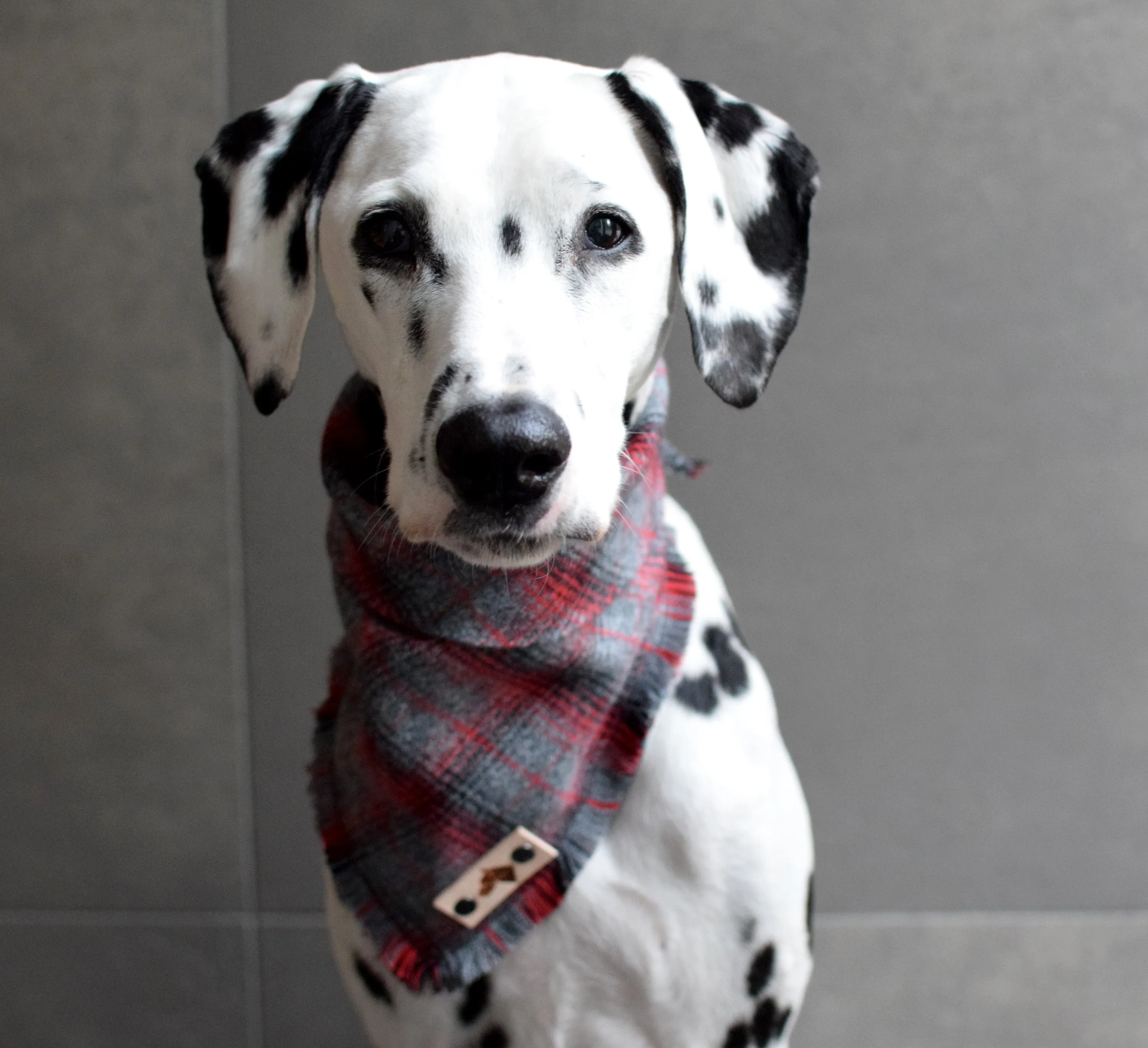 BRISTOL Fringed Flannel Dog Bandana - Snap/Tie On Cotton Scarf