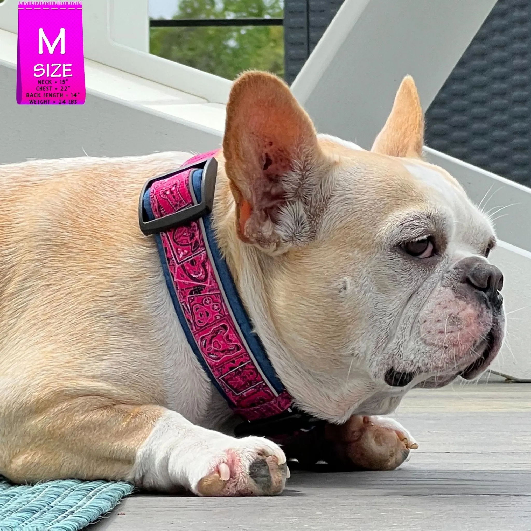 Dog Collar and Leash Set | Bandana Boujee Hot Pink
