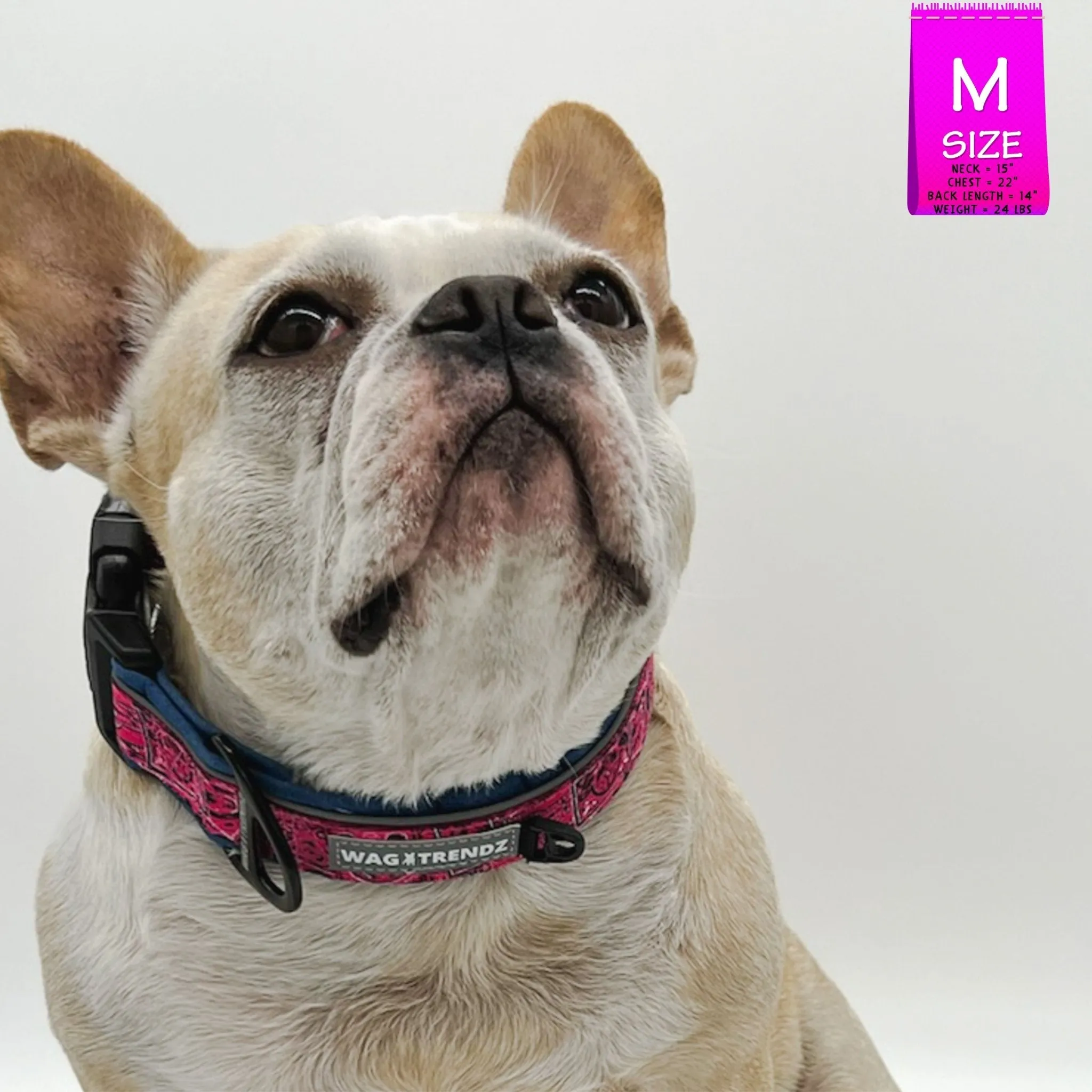 Dog Collar and Leash Set | Bandana Boujee Hot Pink