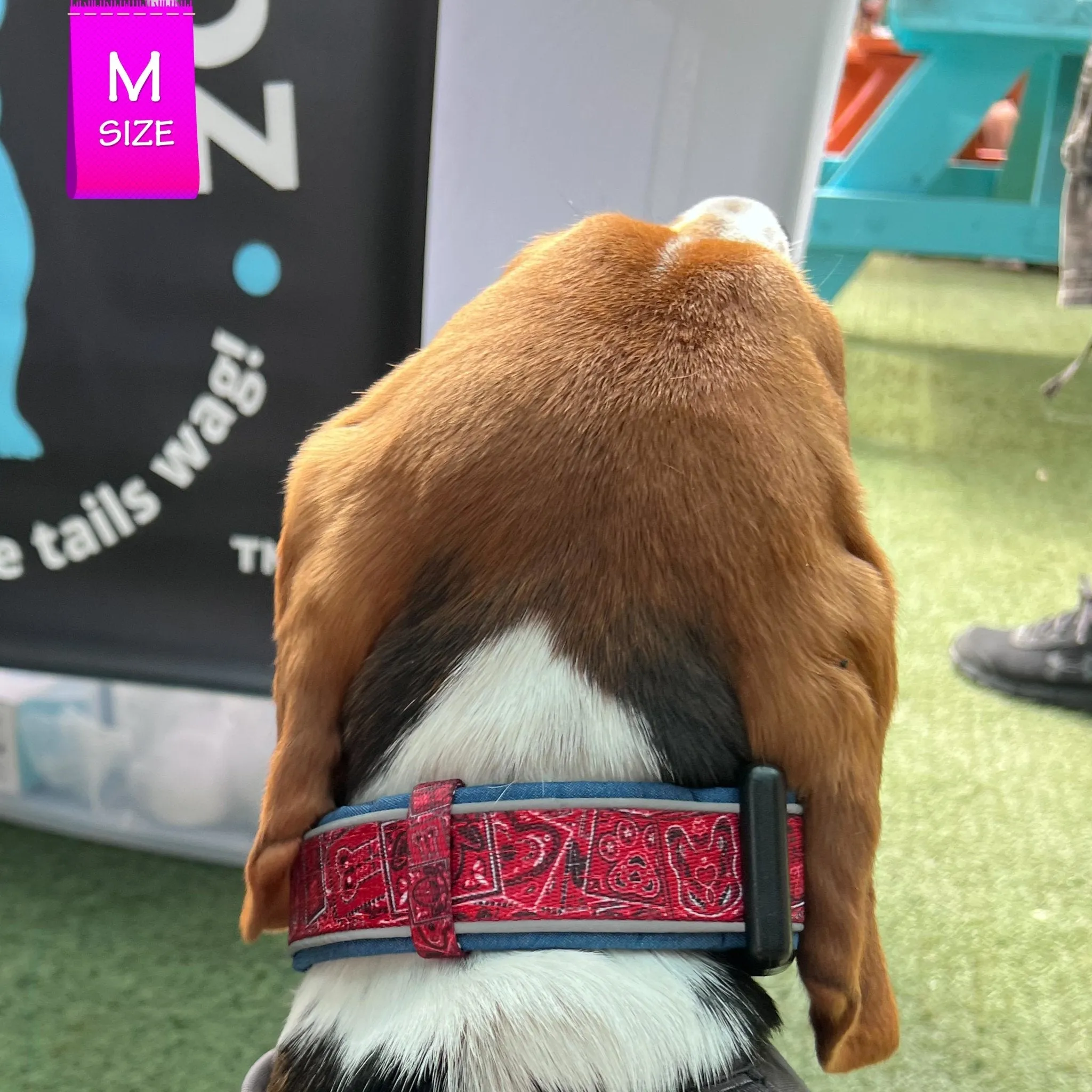 Dog Collar and Leash Set | Bandana Boujee Red