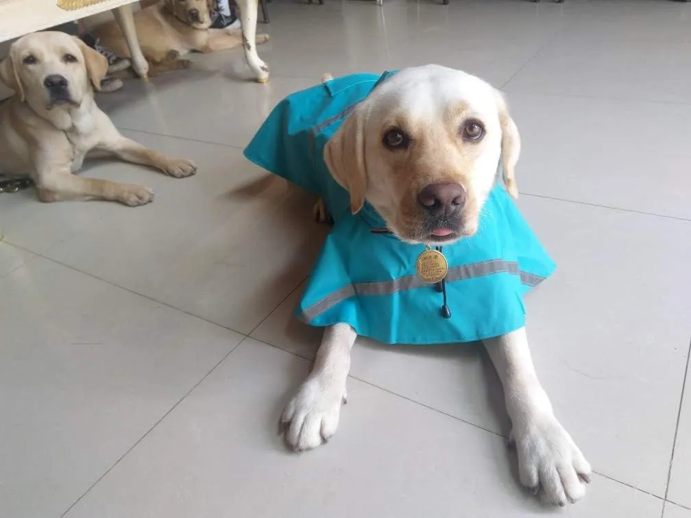 HAPEE Dog Raincoats for Large Dogs with Reflective Strip Hoodie,Rain Poncho Jacket for Dogs C3-Lake Blue