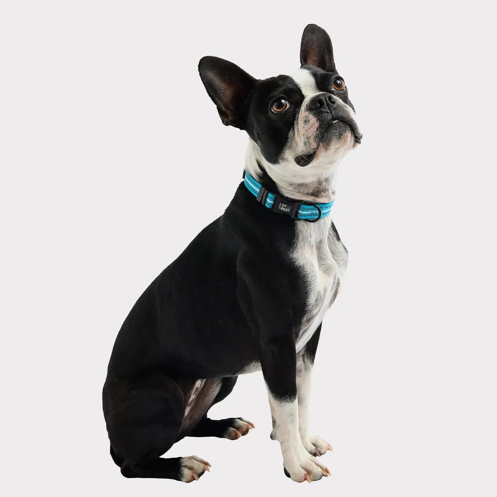 Reflective Dog Collar | Neon Blue