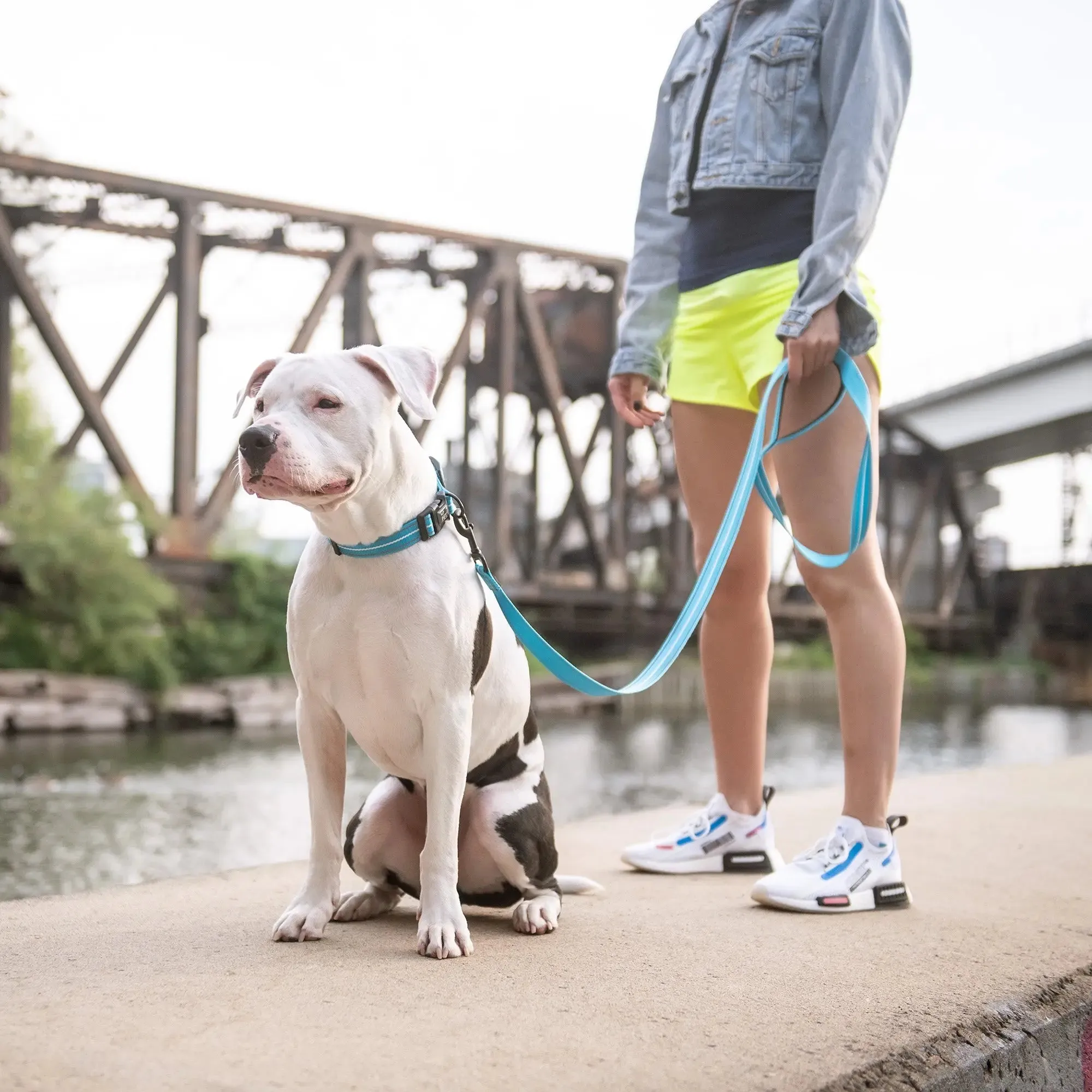 Reflective Dog Collar | Neon Blue