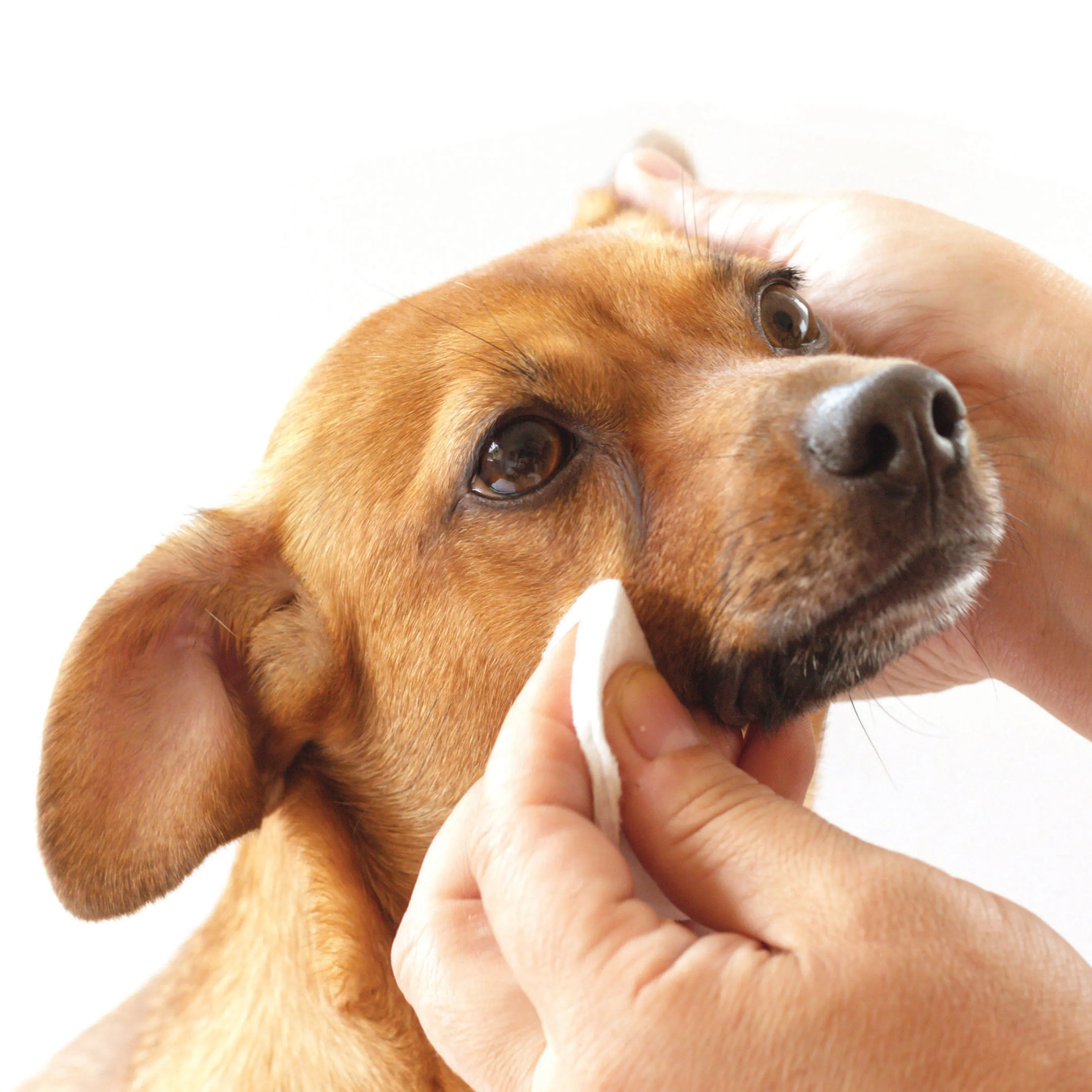 Tear Stain Removing Under Eye Wipes