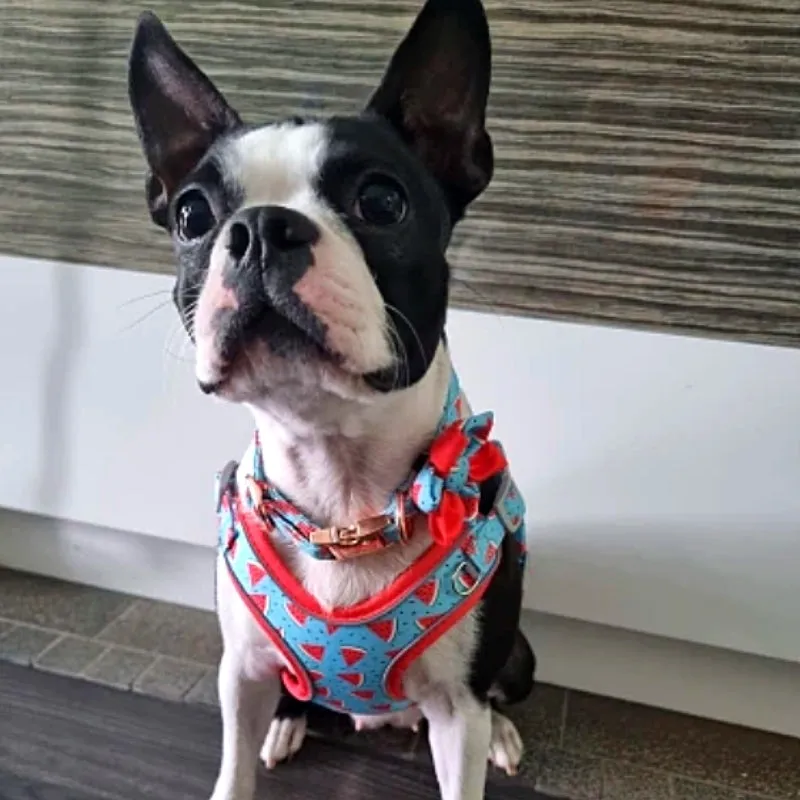 Watermelon Dog Harness, Collar & Leash Set  | Personalized Free